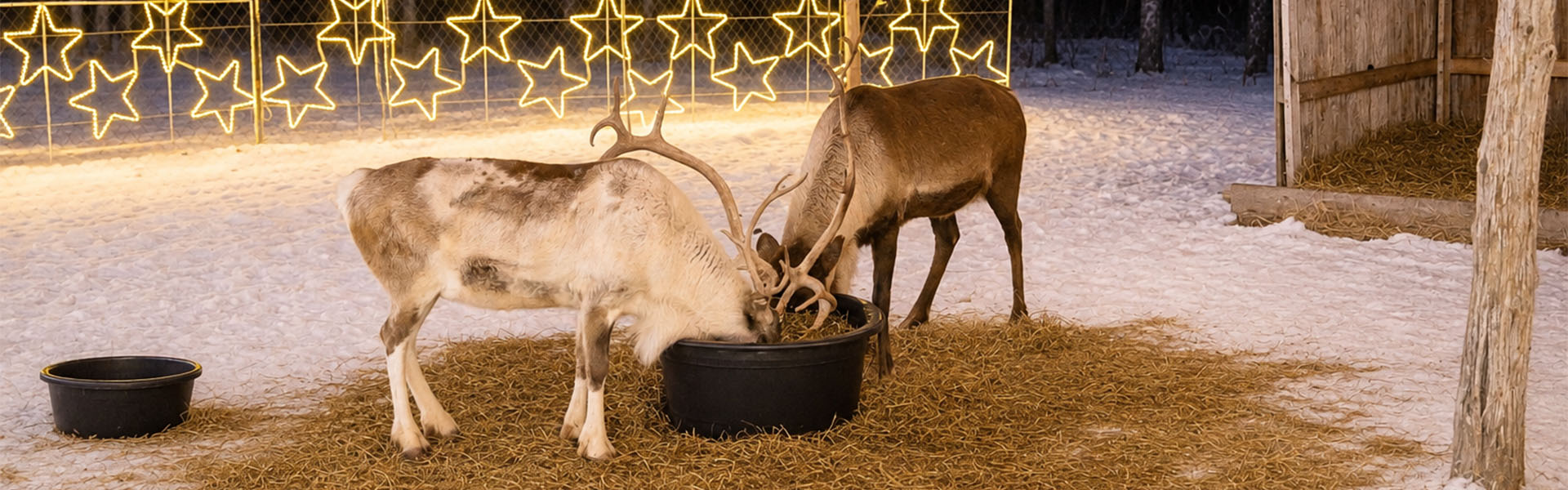 Santa's Reindeer