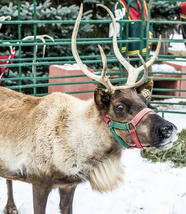 reindeer-2